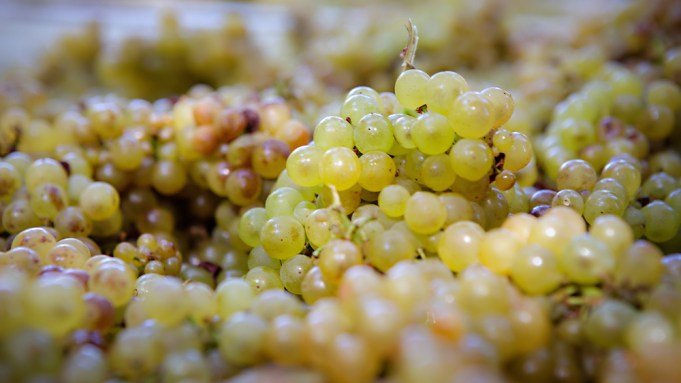 Why Napa Valley Is for White-Wine Lovers, Too