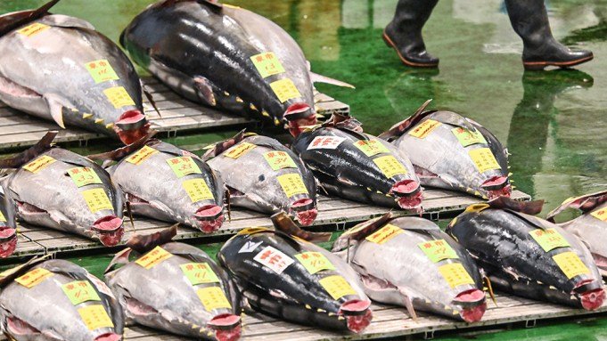 This 525-Pound Bluefin Tuna Simply Bought for Practically 0,000 at Tokyo’s New Yr’s Public sale