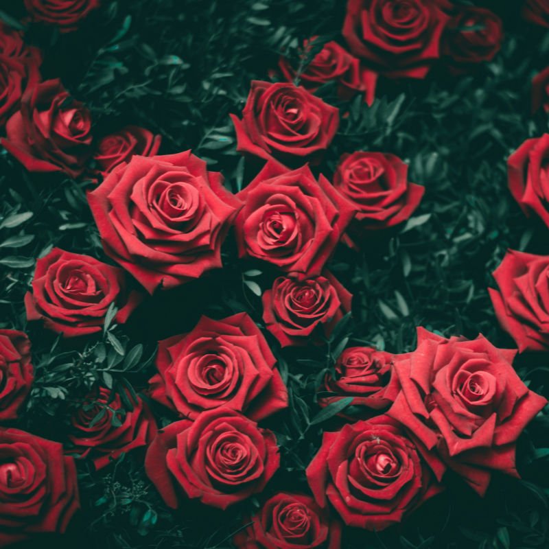 These Are The Greatest And Most Beautiful Alternate options to Roses This Valentine’s Day