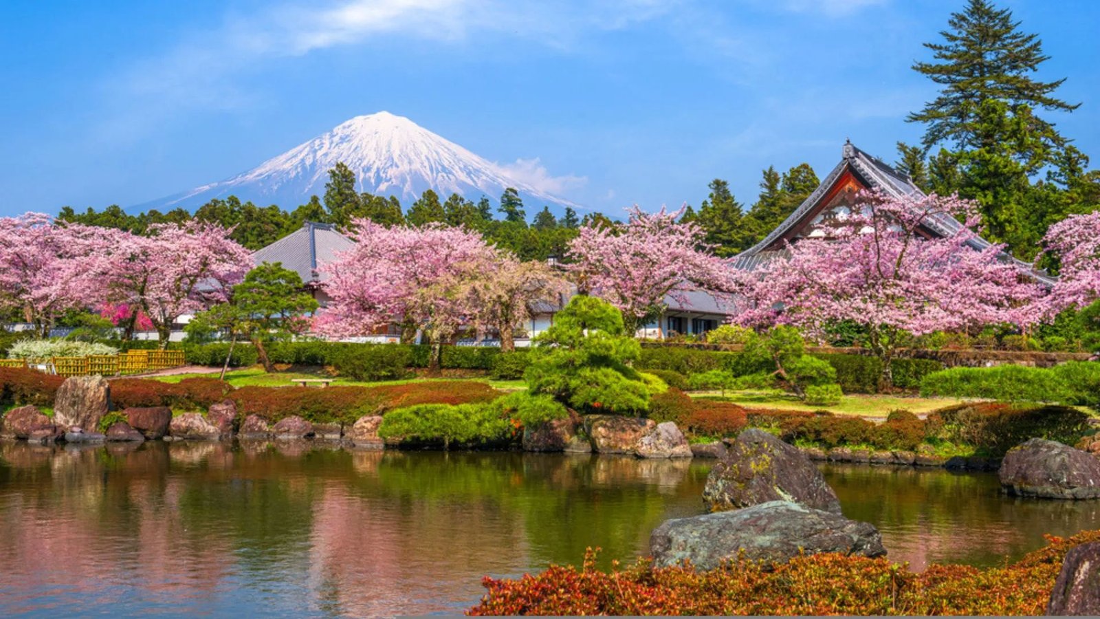 Japan Publicizes the Cherry Blossom Forecast for this Spring 2024