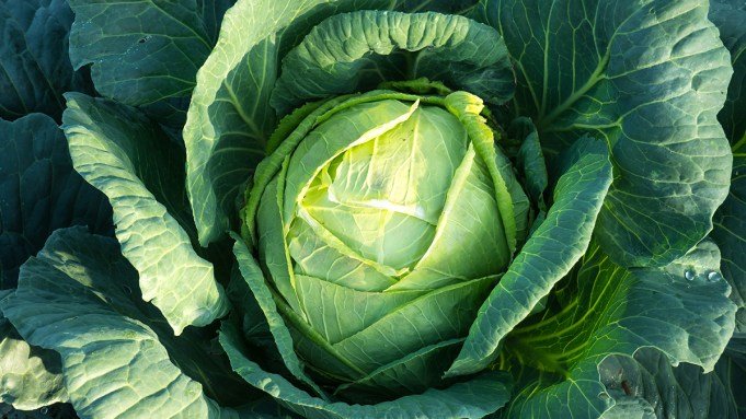 How Humble Cabbage Grew to become a Culinary Darling at Fancy Eating places