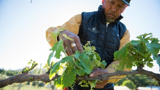 How Winemakers Are Lowering Carbon Emissions Whereas Enhancing Taste