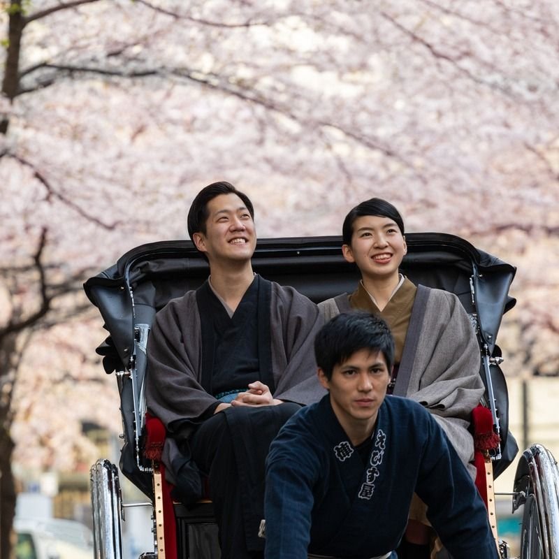 Go Cherry Blossom Recognizing in Honshu Japan for Sakura Season in 2024